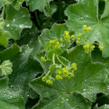 Alchémille vulgaire