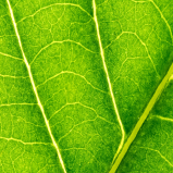 Chlorophylle