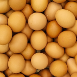Collagène de membrane d'œuf ESM® (Type I, V et X)