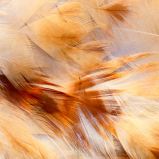 Collagène hydrolysé de poulet (Type II)