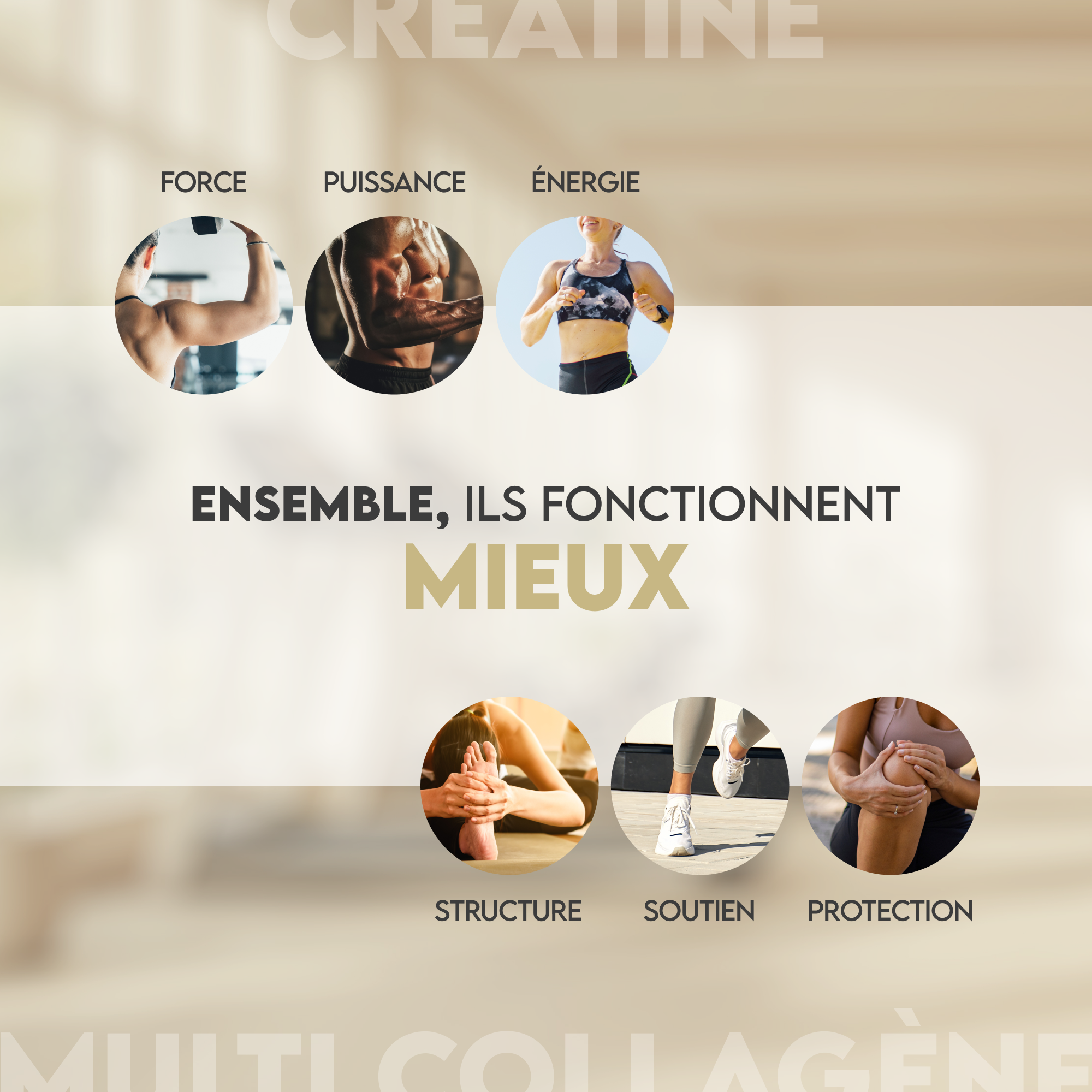 Créatine monohydrate et collagène