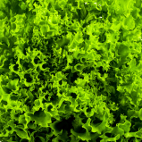 Endive