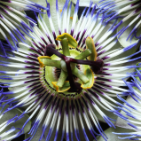 Fleur de la passion
