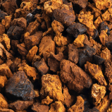 Champignon chaga