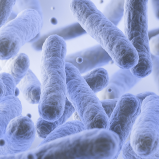 Lactobacillus Rhamnosus