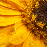Lécithine de tournesol