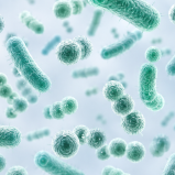 Mélange de bactéries (cultures Pro Bio) – 200 milliards d’UFC