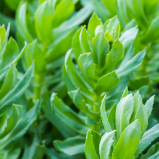 Rhodiola